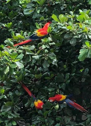 Lot for sale in Jaco - Gallery image 13
