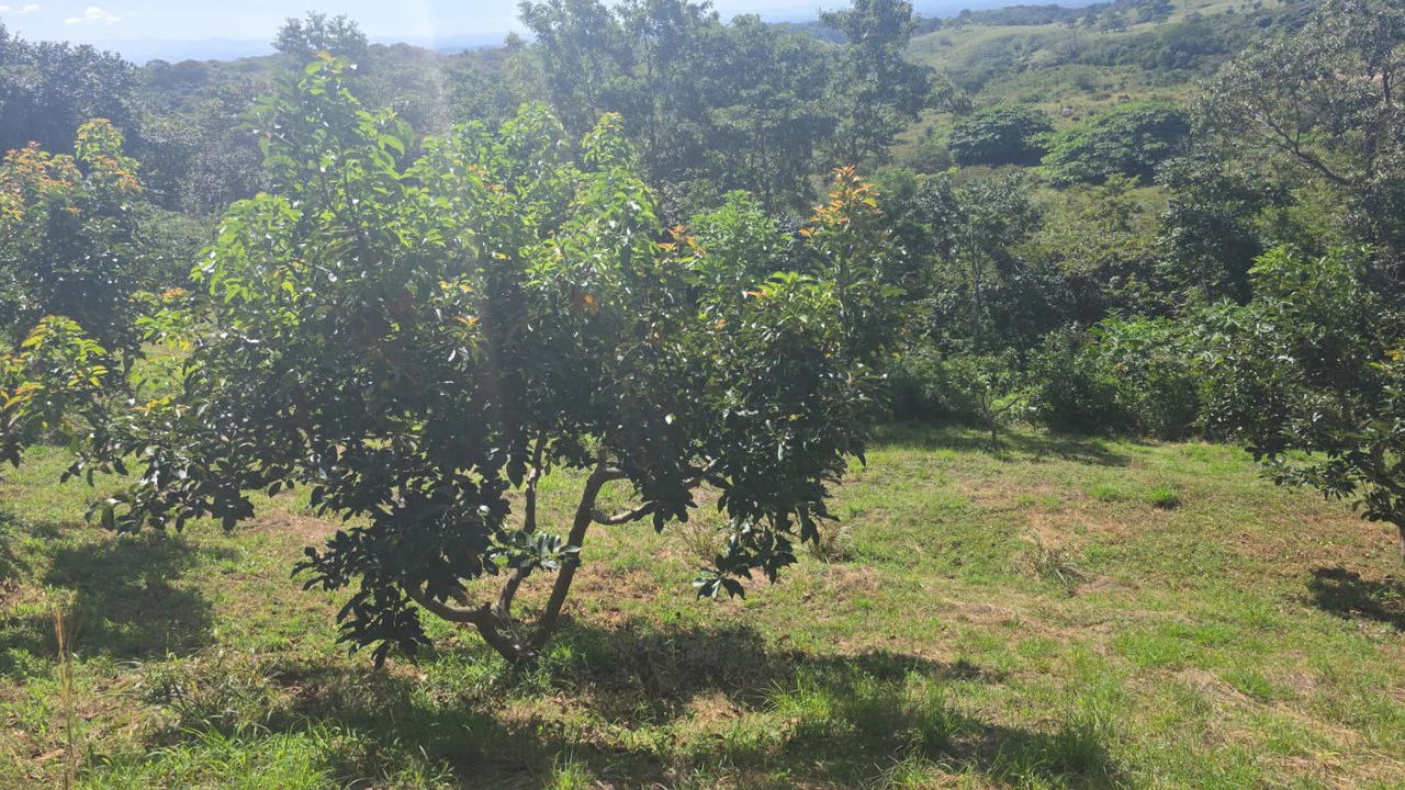 Mountain Property for Sale with charming 360º views of Guayabos Valley and the Volcanoes - Gallery image 34
