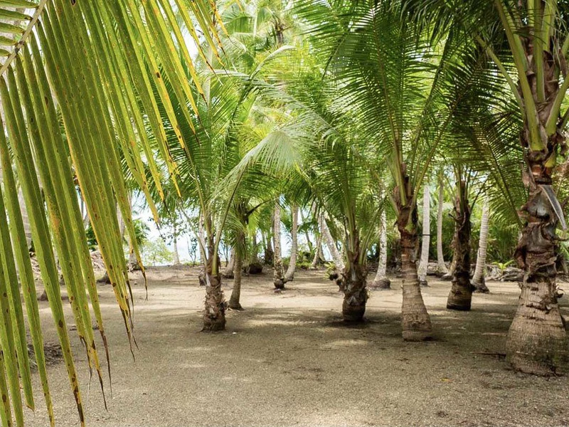 Titled Beach Property in the Osa - Gallery image 5