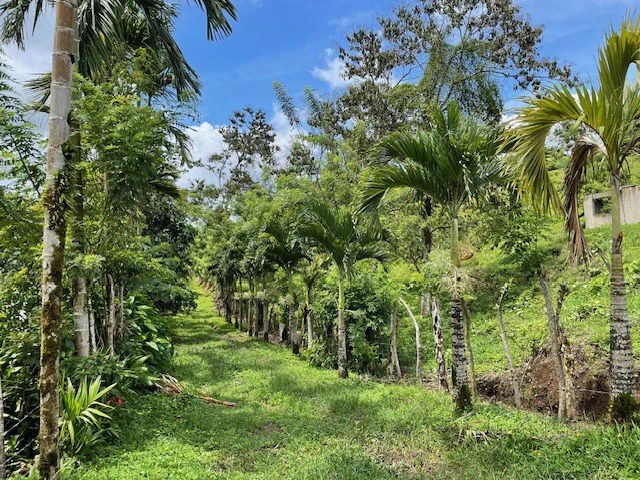 LG-001: Rare 3.36-Acre Lakefront Estate Lot in Nuevo Arenal | Direct Lake Access, Volcano Views & Subdivision Potential - Gallery image 4