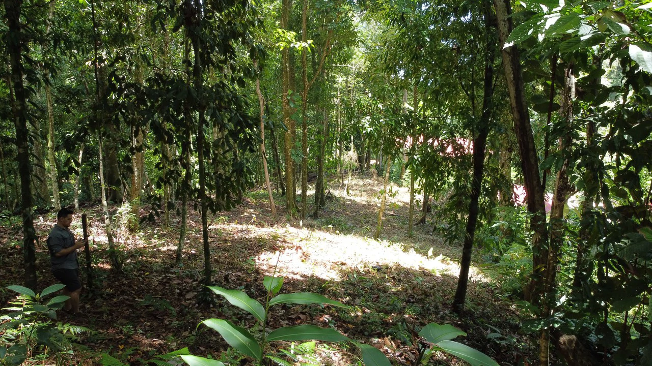1.6 Acres Land Parcel in Ballena, Jungle Views.: Mountain Home Construction Site For Sale in Bahía Ballena - Gallery image 6
