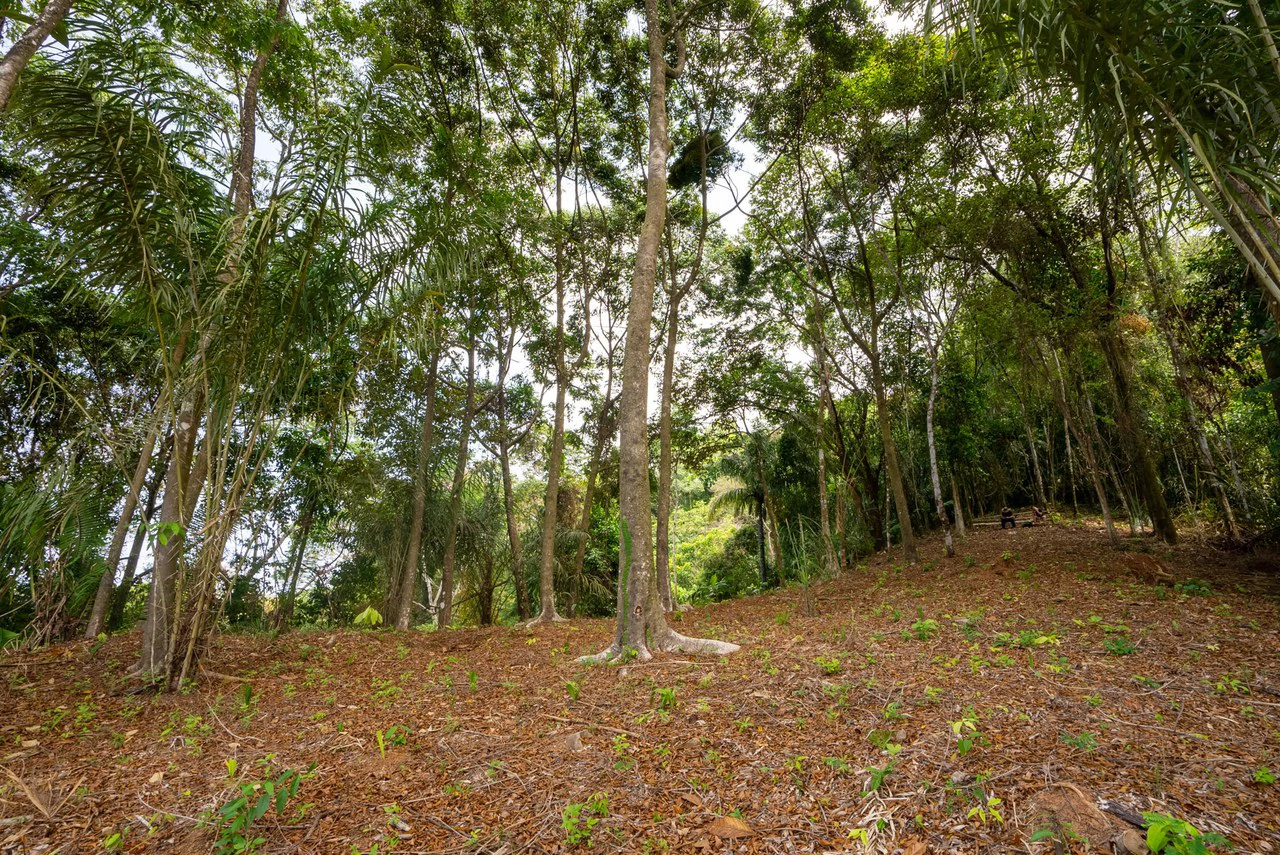 Rare 86-Acre Ocean View Estate Bordering Hacienda Barú – A Unique Opportunity for Conservation and Development - Gallery image 42