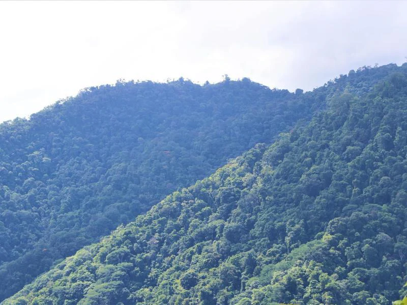 Captivating 3.15-Acre Property: Huge Pricedrop! Firesale Oceanview Lot in Tres Rios - Gallery image 10