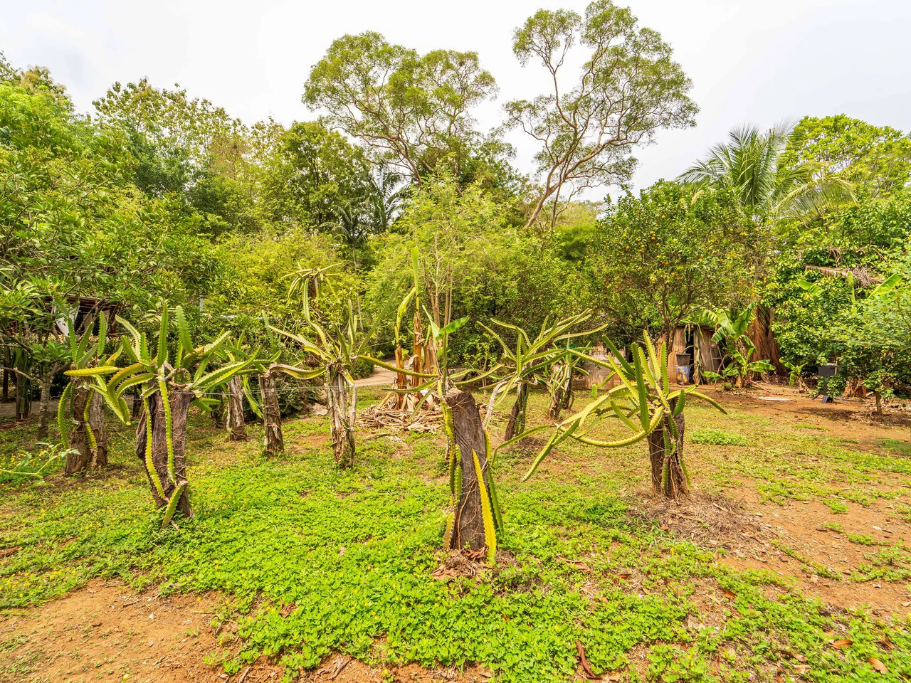 Organic Permaculture Farm and 2BR Single Family Home: Countryside House For Sale in Sámara - Gallery image 4