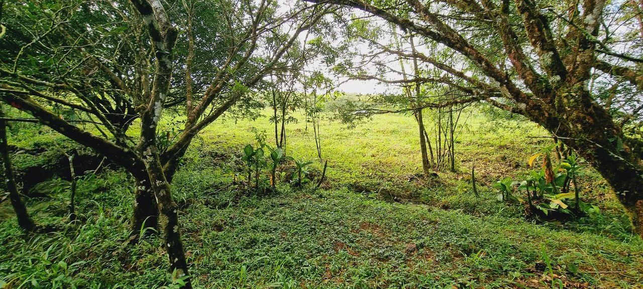 Lote 46 RISE: BEAUTIFUL 1.37-ACRE LOT WITH CREEK FOR SALE IN THE HEART OF THE RESIDENCIAL RISE, SANTA ELENA - Gallery image 8
