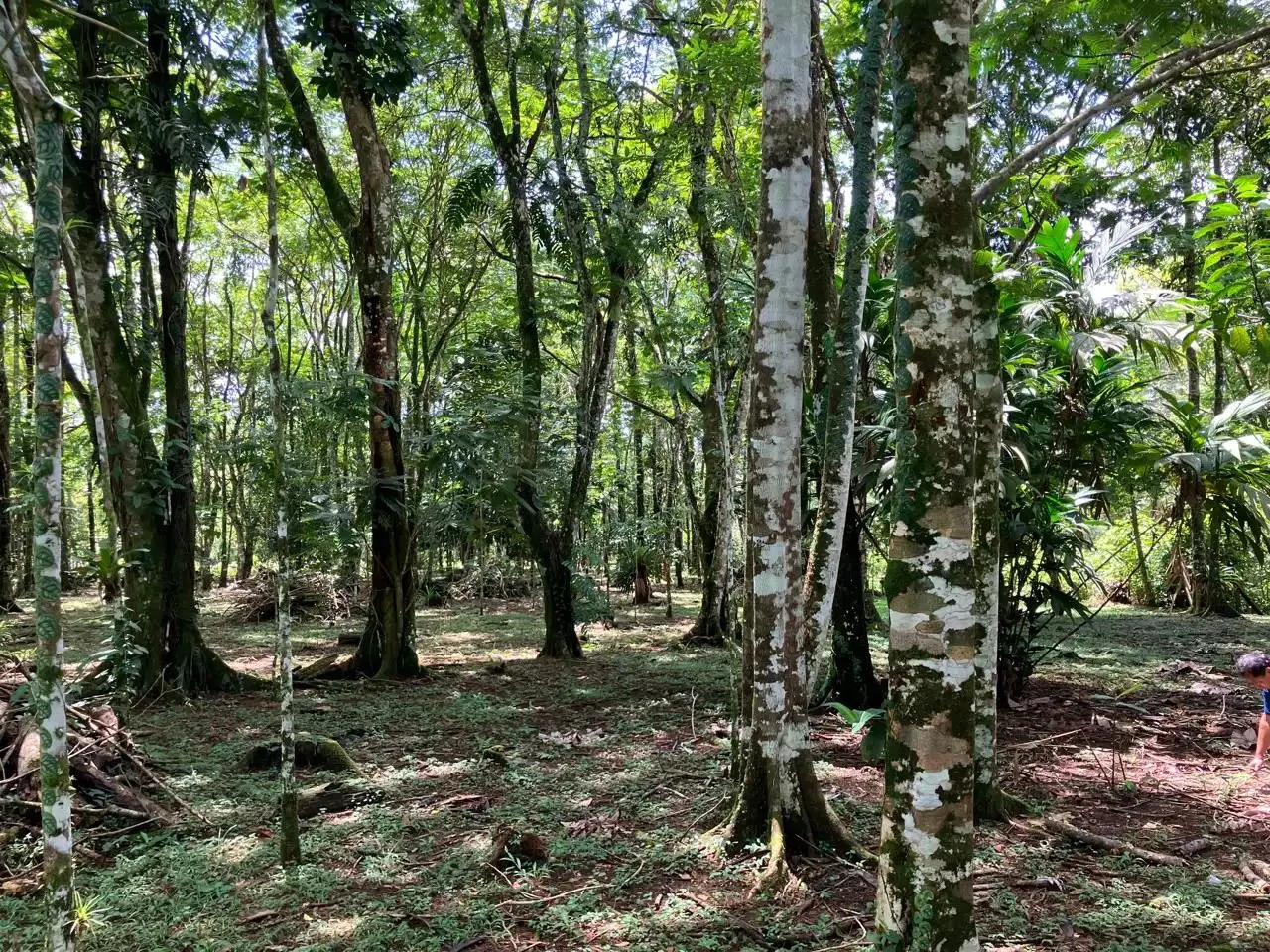 Farm for Sale in San Carlos