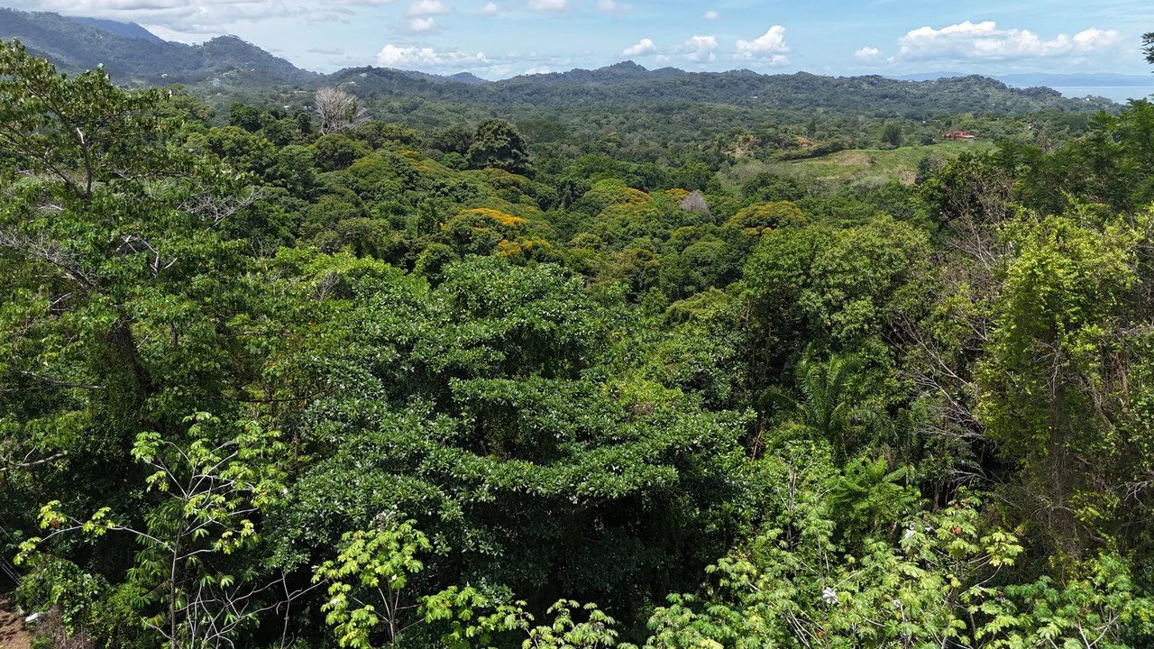 Exquisite Jungle property with Ocean View | Gated Community in Ojochal 3 - Gallery image 5