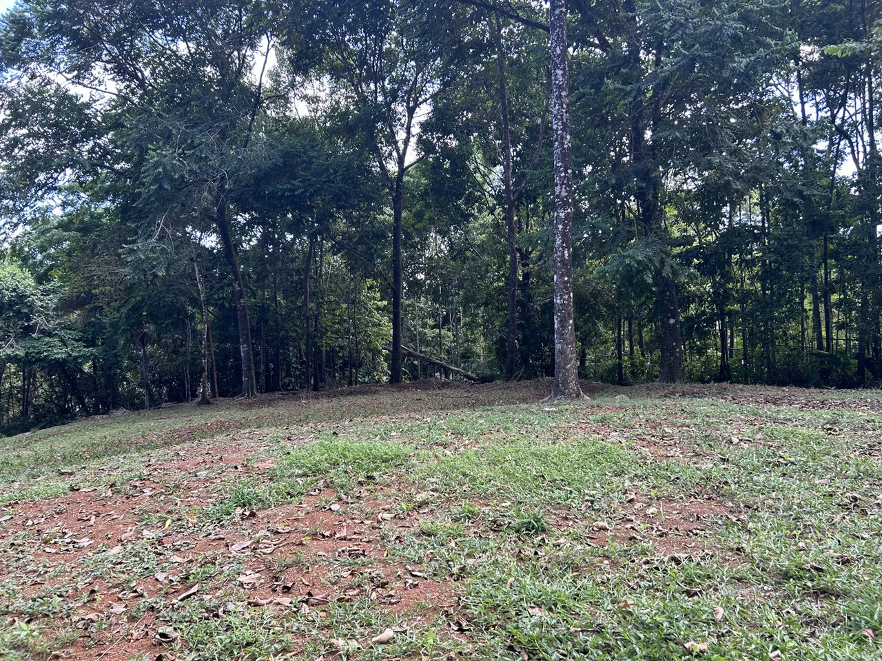 Cabo Matapalo: Jungle View Lot Priced To Sell! - Gallery image 6