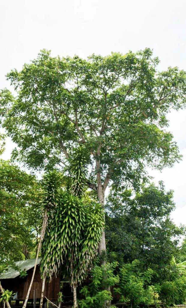 Beach Front Property, Colibrí Beach | La Palma - Gallery image 2