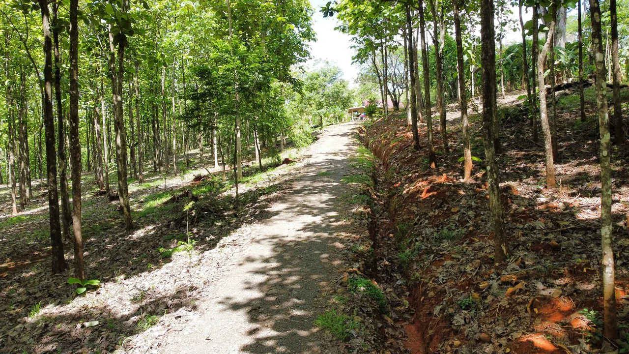 7-Hectare Farm with Teak Plantation, Existing Home & Eco-Development Potential Near Parrita, Costa Rica - Gallery image 9