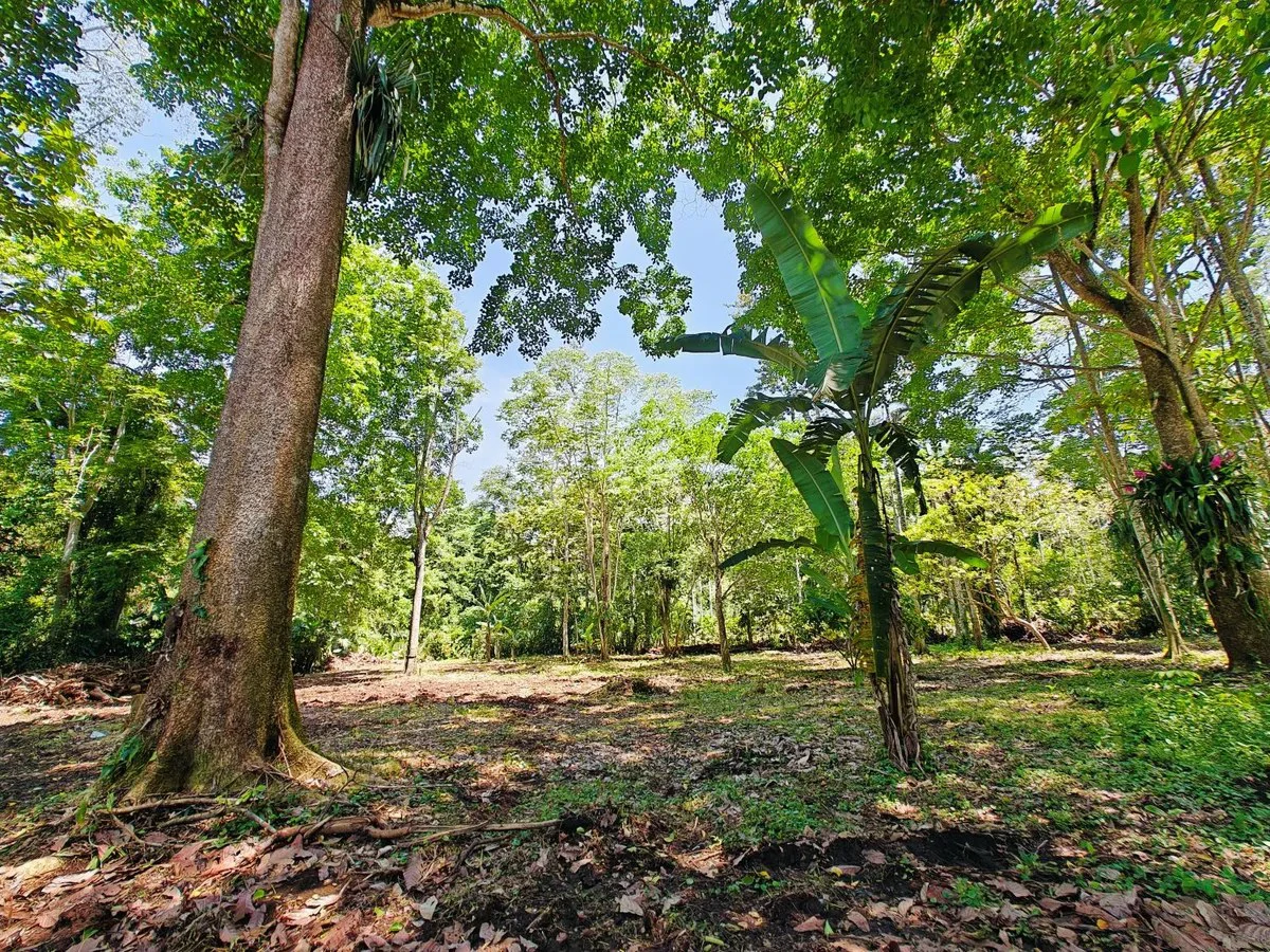 ID 961: Lot 4 - 5383 sqm - New Development on Old Yard Road, Cahuita - 300 Meters to the Beach - Gallery image 5