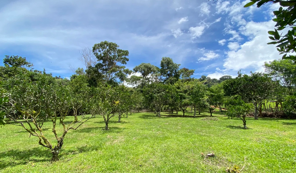 1.9 ACRES – Very Usable Flat Land Divided By An Across Running Creek, Tons Of Fruit Trees Plus Woods In The Back!!! - Gallery image 22