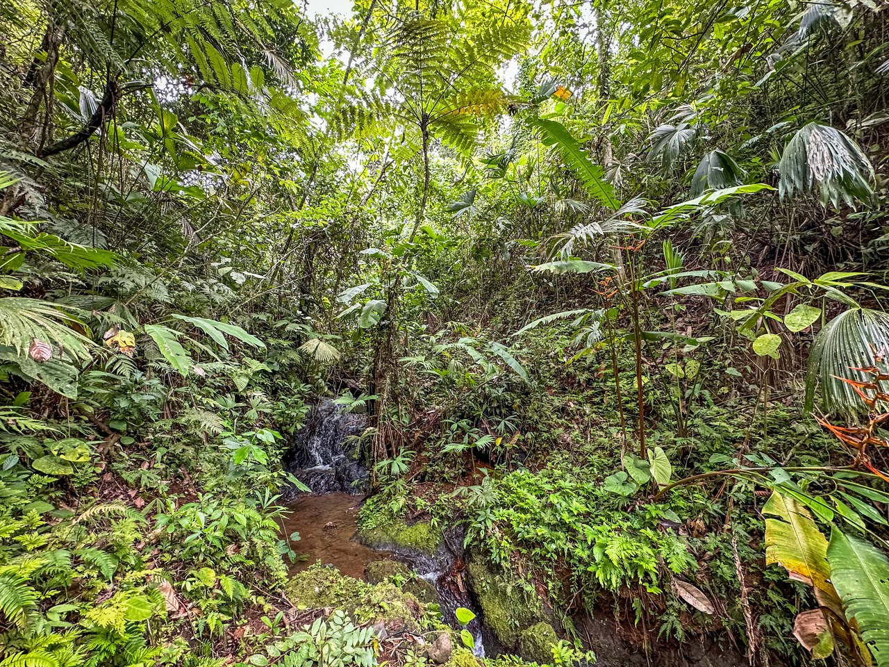 Costa Rican Gem with Conservation Potential: Preserve 26 Acres of Pristine Land - Gallery image 3