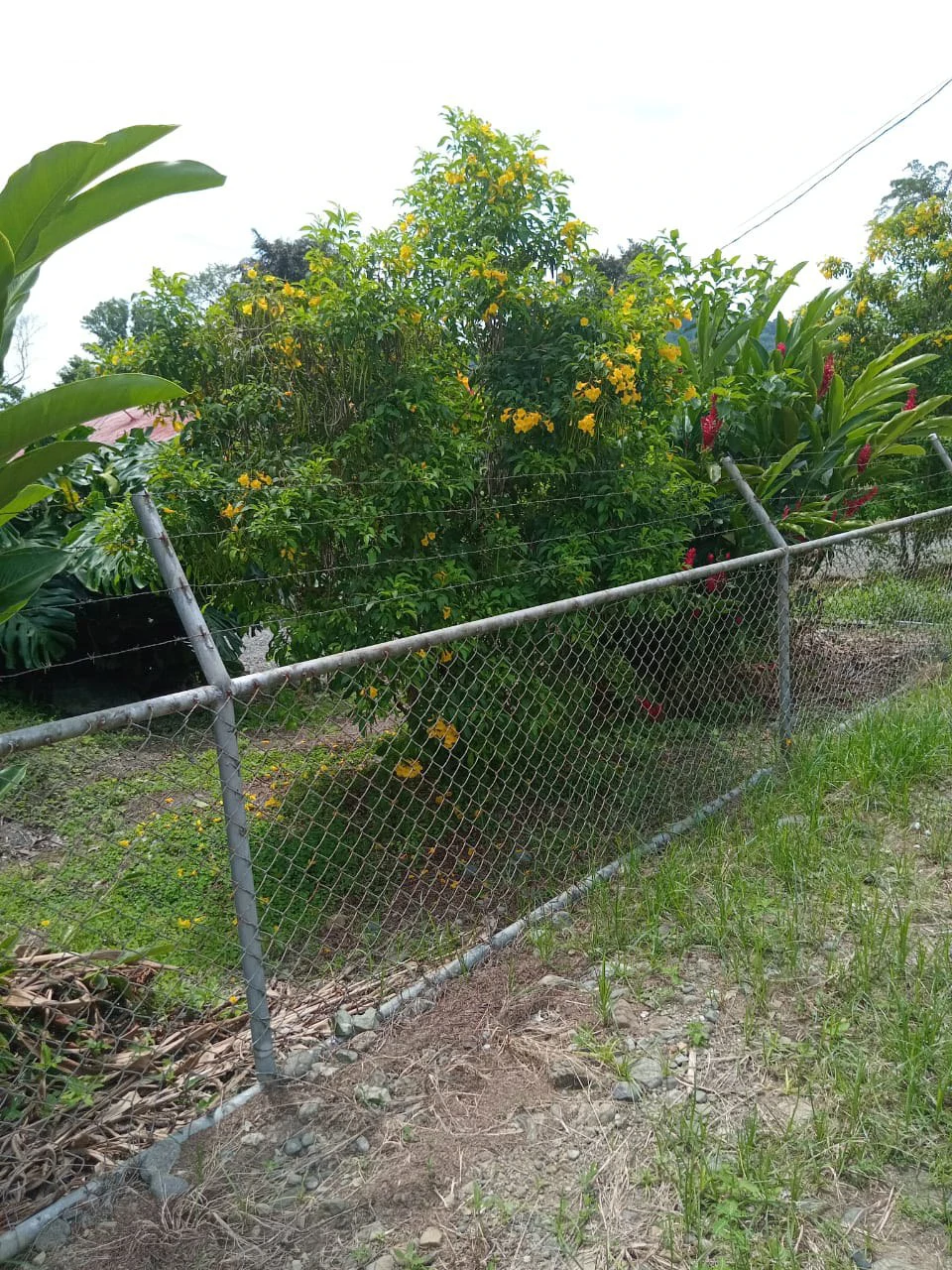 Farm home in Blanco: Ideal retirement farm at the foot of the rainforest - Gallery image 4