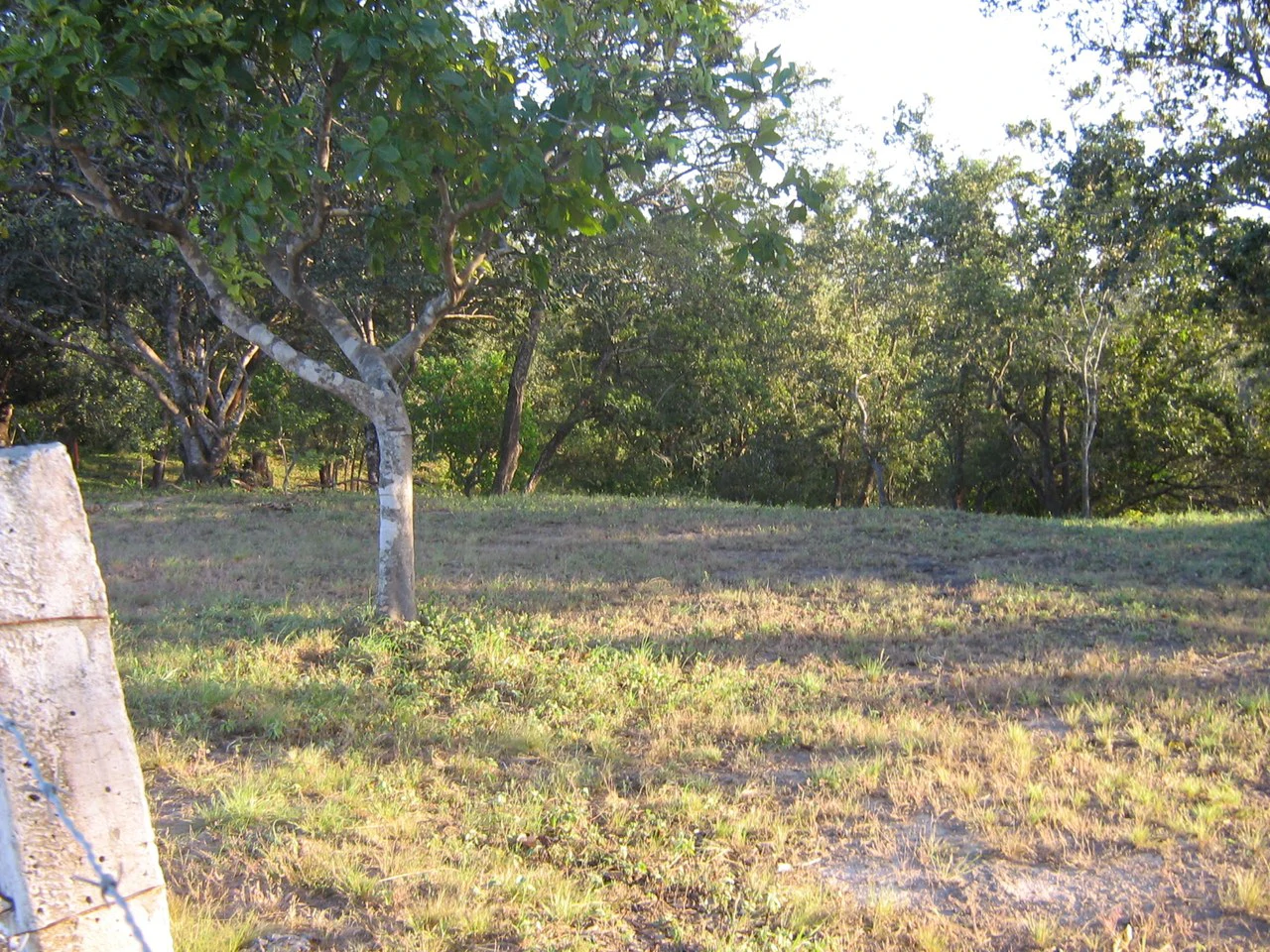 Excelente oportunidad: Excellent opportunity, lots Curubandé of Liberia, High Value - Gallery image 2