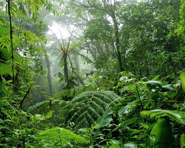 JUNGLE PARADISE: Nature Lovers Dream: 204 acres of Wilderness and a Building Pad