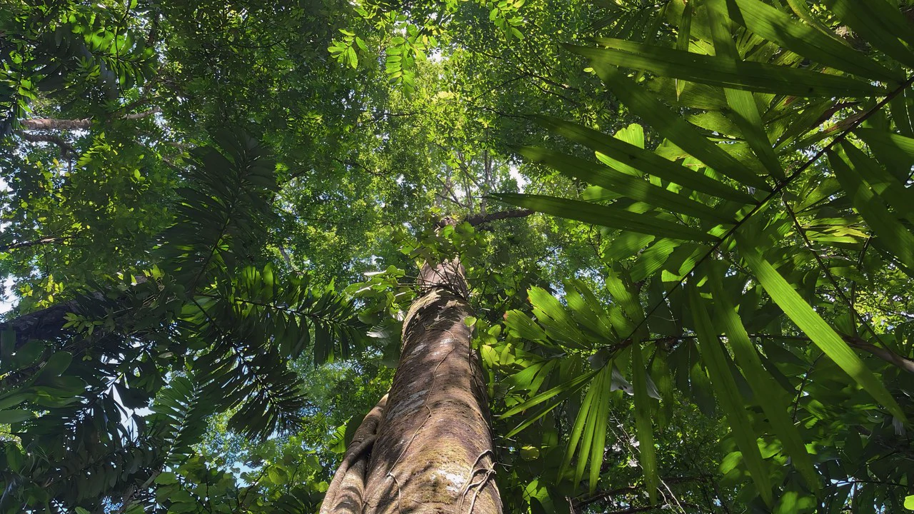 FINCA CERRO DEL TIGRE! OVER 20 ACRES OF PRIMARY FOREST AND WATERFALLS.: Mountain Agricultural Land For Sale in La Unión - Gallery image 4