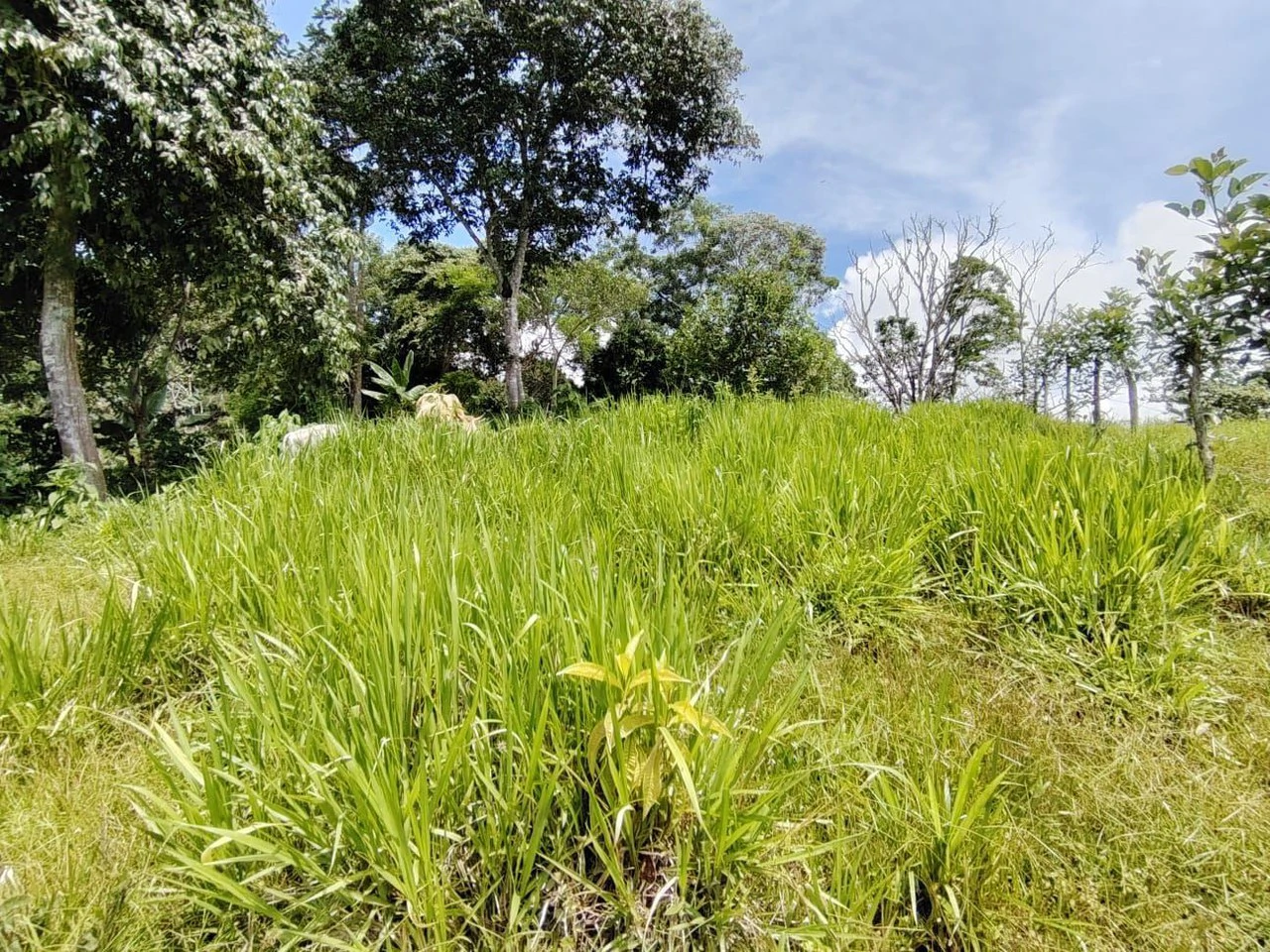Lote en venta-ubicado en San Juan Bosco, Perez Zeledon: Mountain Home Construction Site For Sale in Daniel Flores - Gallery image 7