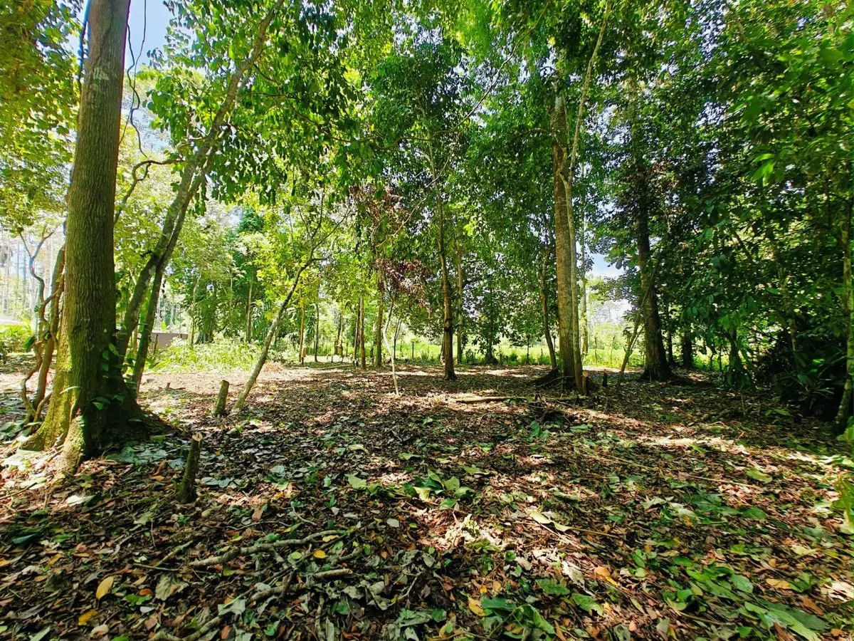 ID 879: Lot 5 - 2237 sqm Creekside Titled Lot Near Playa Grande, Cahuita - Old Yard Development - Gallery image 7