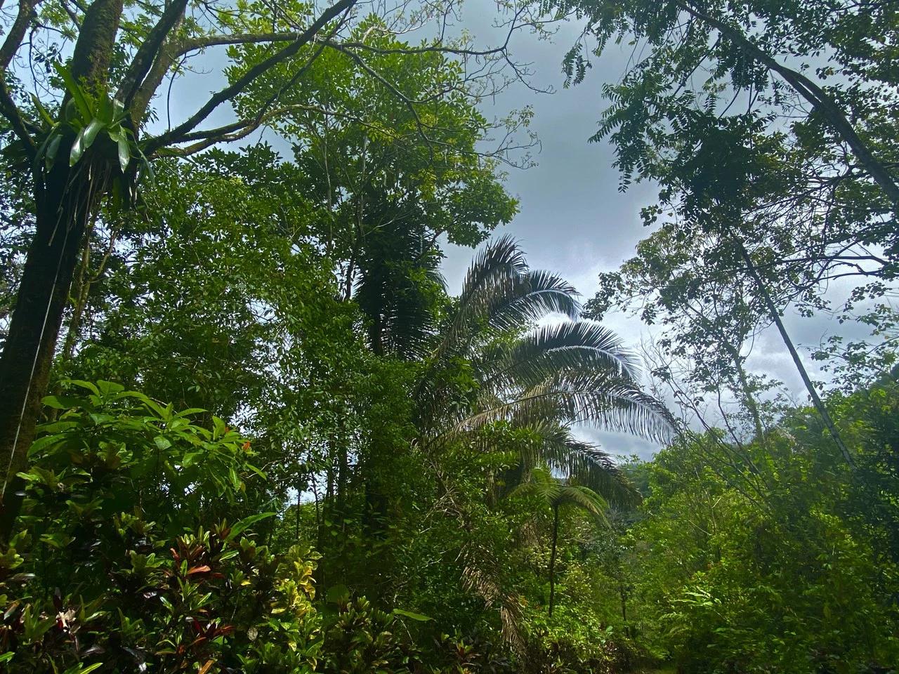 Mountain Home Construction Site For Sale in Tres Rios - Gallery image 13