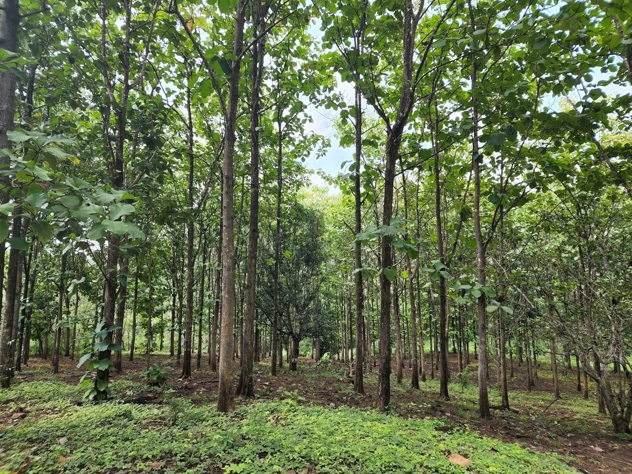 INVEST IN A TEAK PLANTATION FOR 25 YEARS - Gallery image 29