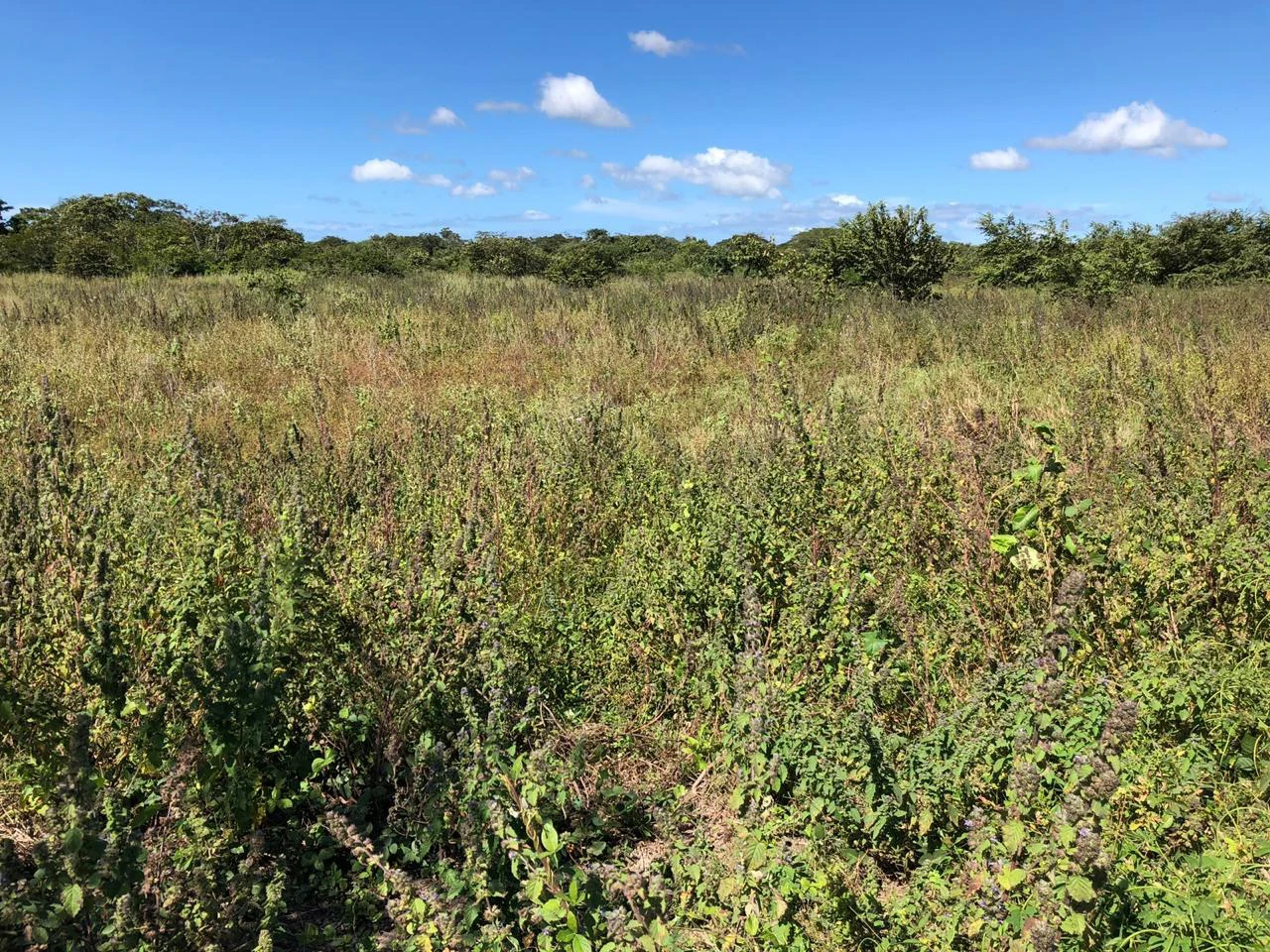Property near the airport in Liberia – Strategic investment opportunity - Gallery image 4