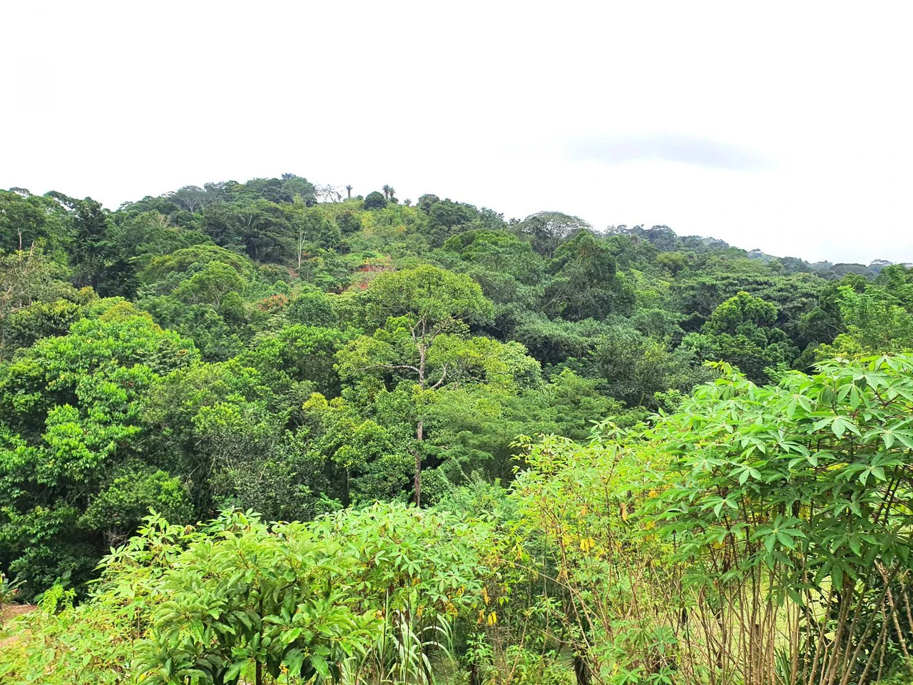 Land in Bijagual with a river crossing the property! - Gallery image 9