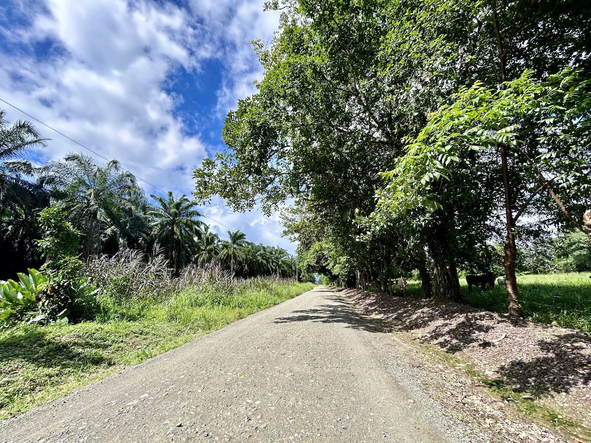 Titled Property Near The Golfo Dulce Coast - Gallery image 5