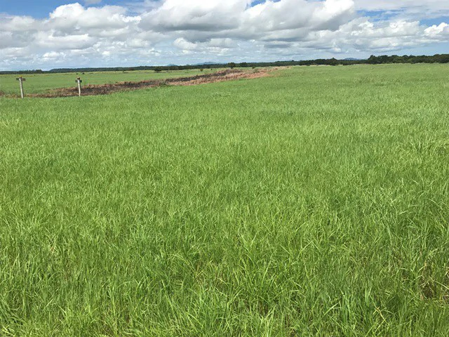 NYA project Price $ 17 m². 21 hectares - Gallery image 13