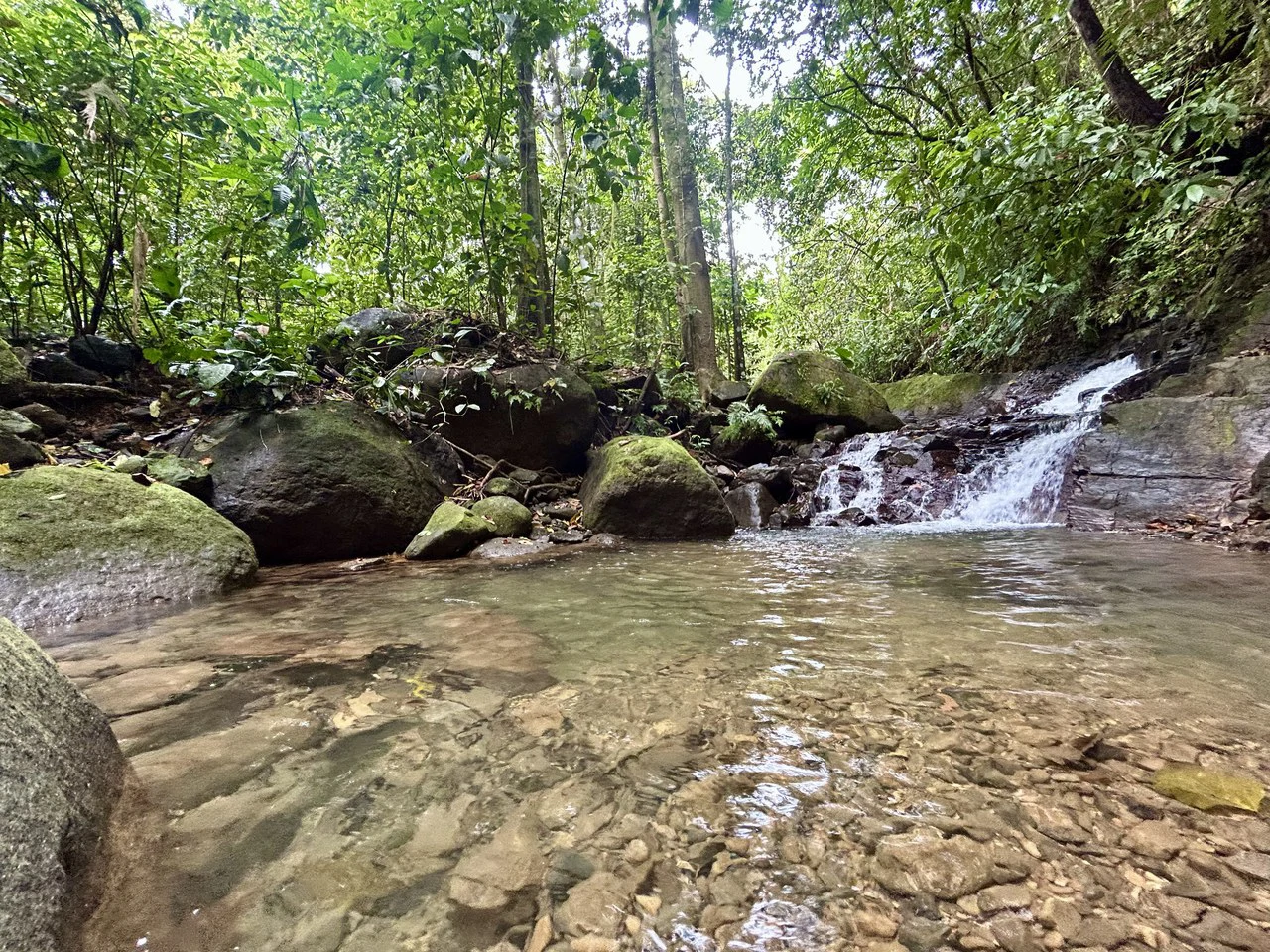 Selva Vista Estate: 5.9 Acres of Wild Beauty - Gallery image 36