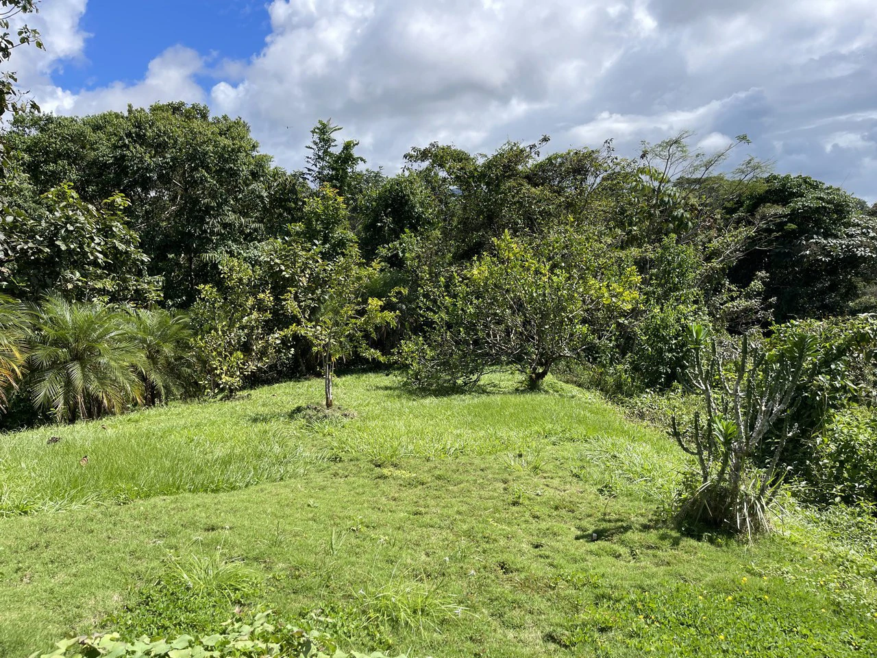 5.2 ACRES – 2 Bedroom Home With 60 Ft Infinity Lap Pool, 1 Bedroom Guest House, Fabulous Ocean View, Mature Fruit Trees!!! - Gallery image 11