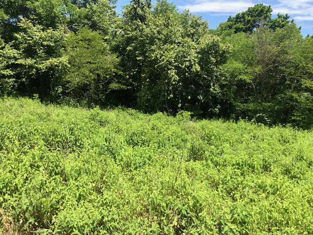 Amazing 50% discount for Huge ocean-view farm for sale surrounded by soft rolling hills and pristine nature - Gallery image 21