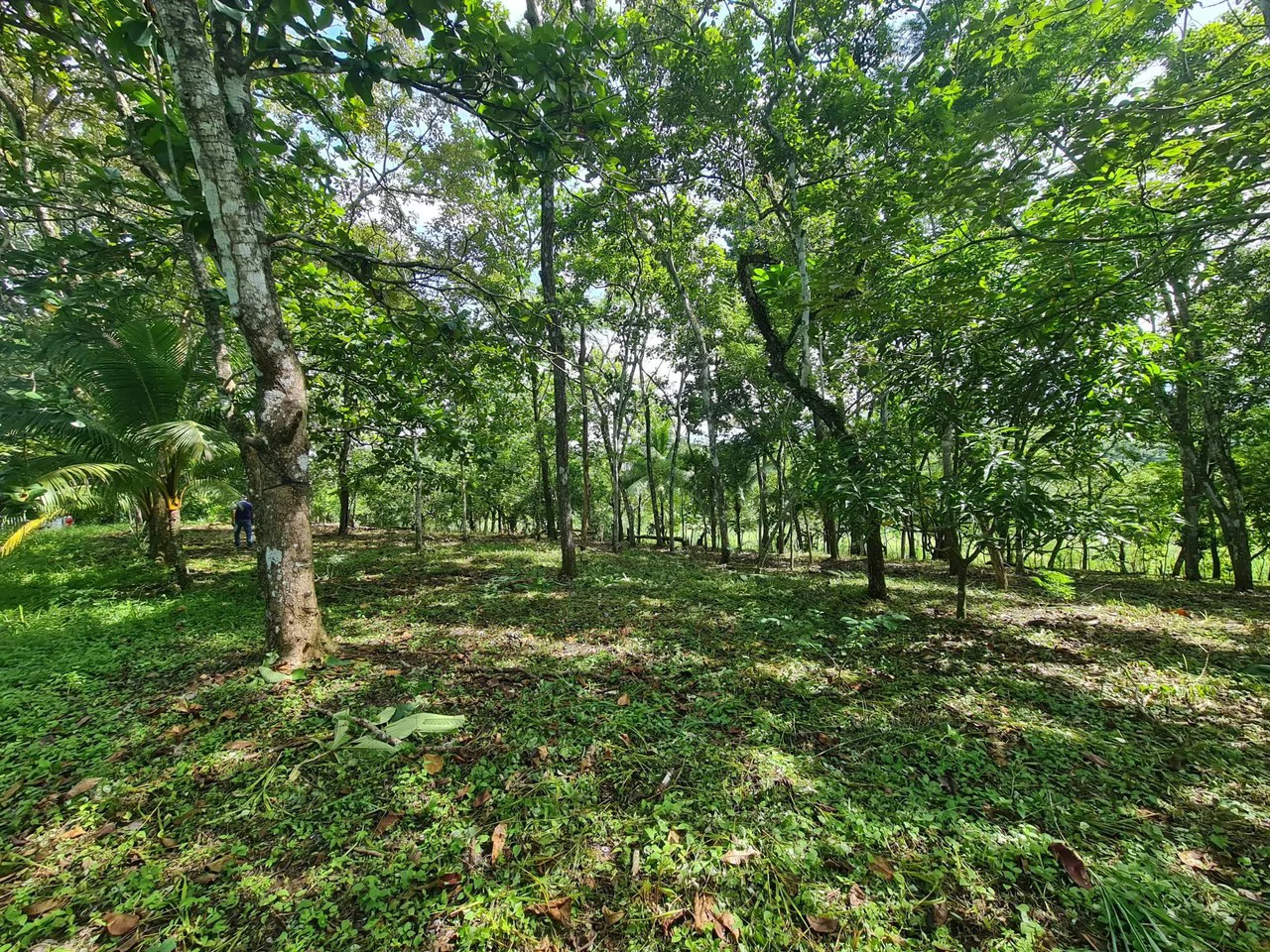 Near the Coast Agricultural Land For Sale in Orotina - Gallery image 10