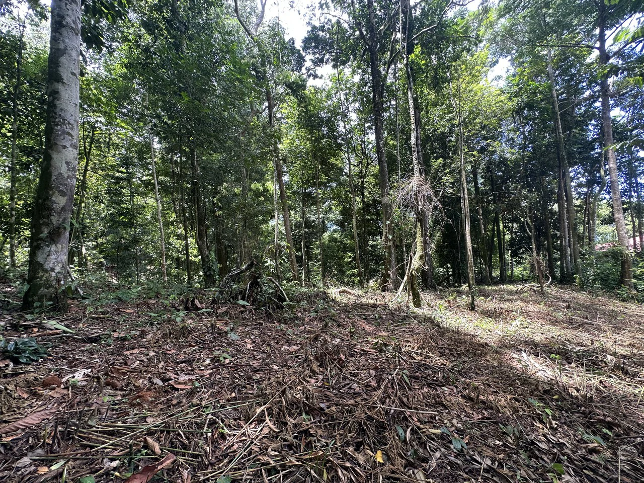 1.6 Acres Land Parcel in Ballena, Jungle Views.: Mountain Home Construction Site For Sale in Bahía Ballena - Gallery image 19