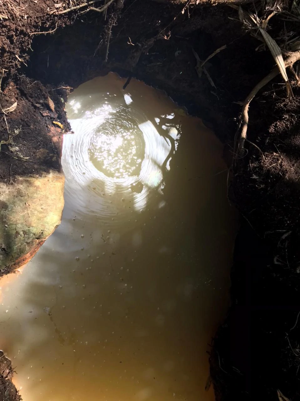 Hot Springs Property for Sale with Two Natural Hot Water Springs, Two Cold Water Creeks, and a Giant 300-Year-Old Tree - Gallery image 7