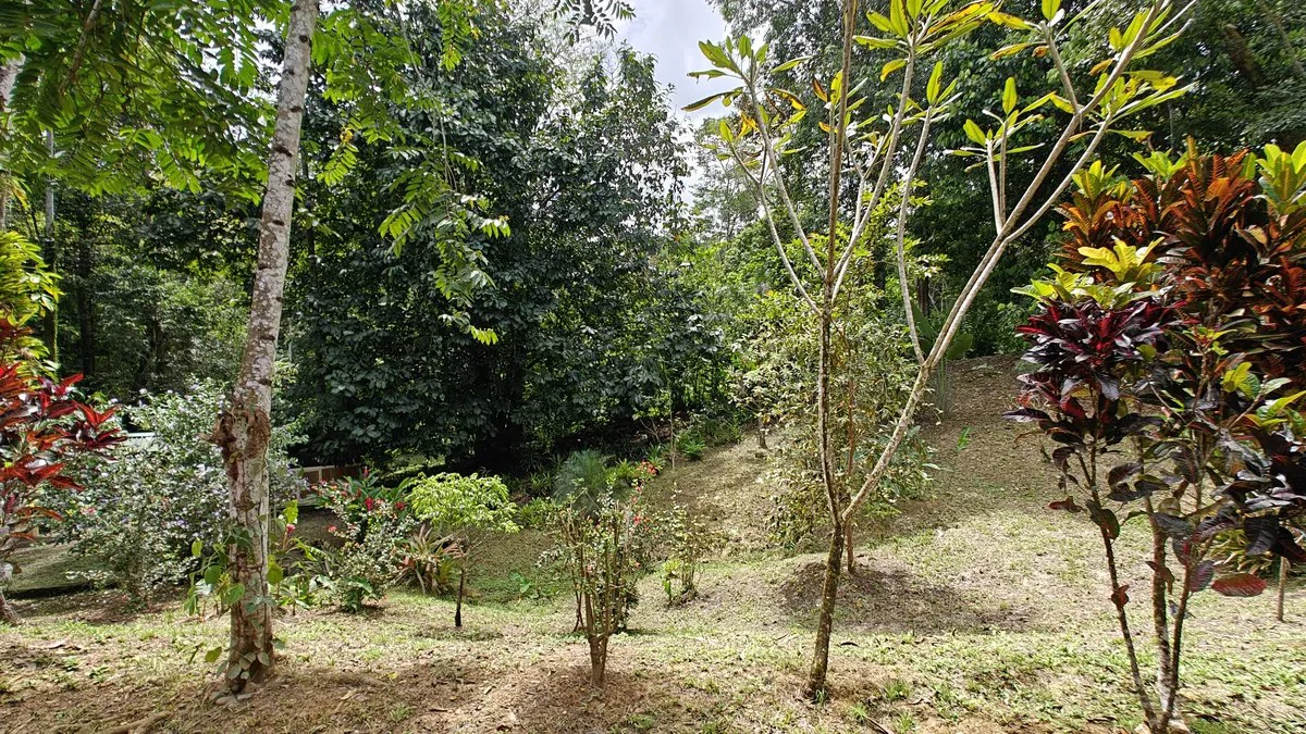 ID 1055: Elevated Jungle Residence on Expansive Riverfront Jungle Land - Gallery image 14
