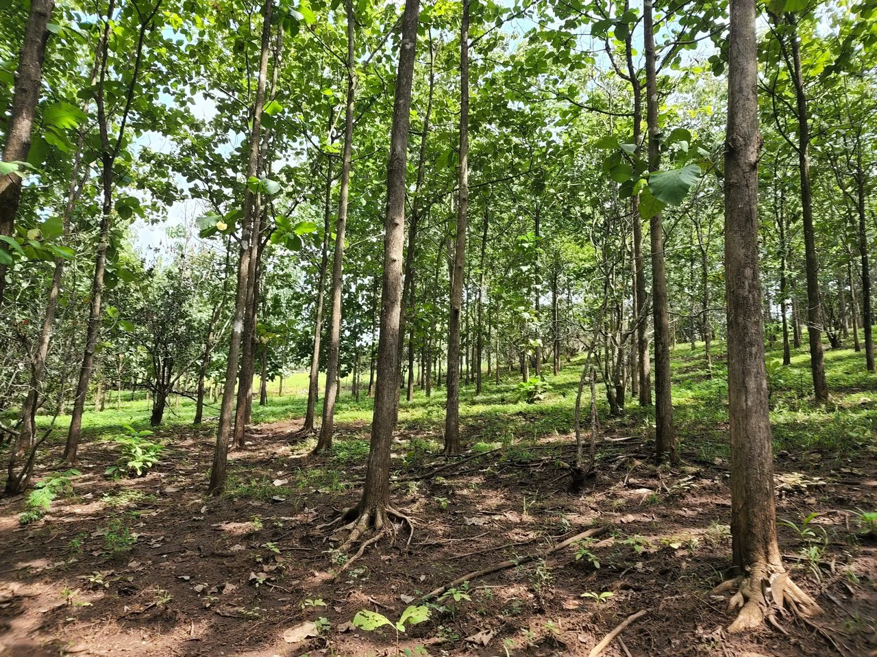 INVEST IN A TEAK PLANTATION FOR 25 YEARS - Gallery image 9