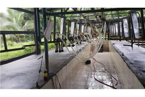 COCOA AND DAIRY FARM IN PRODUCTION AND GROWING: COCOA FARM IN PRODUCTION AND GROWING - Gallery image 3