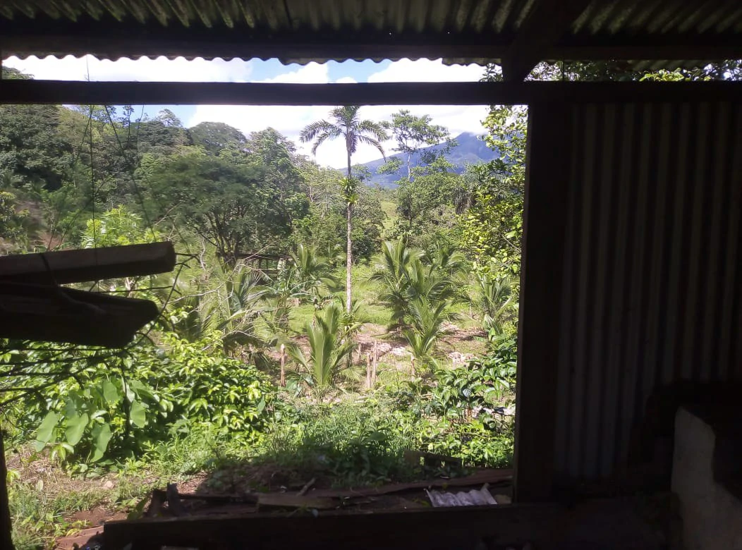 Agricultural farmland for sale in Aguas Claras, Alajuela, 1 house and many fruit trees - Gallery image 20