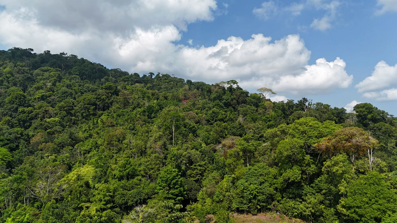 CONSERVATION AND DEVELOPMENT LAND WITH OCEAN VIEW IN SIERPE, COSTA RICA - Gallery image 31