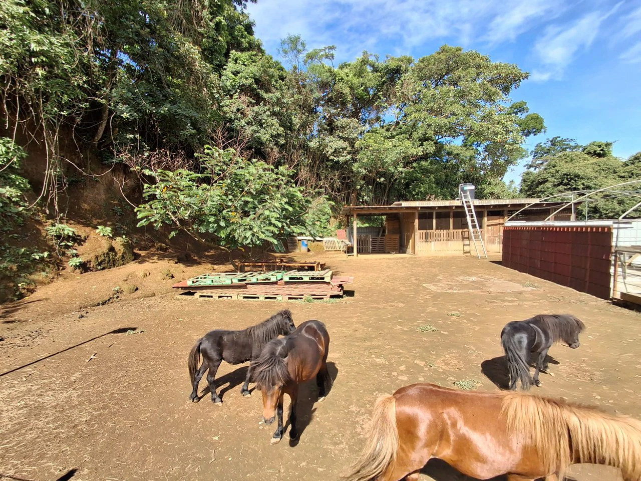 Want a Horse Property?. RARE Horse Estate near Grecia + Additional Rental Home!