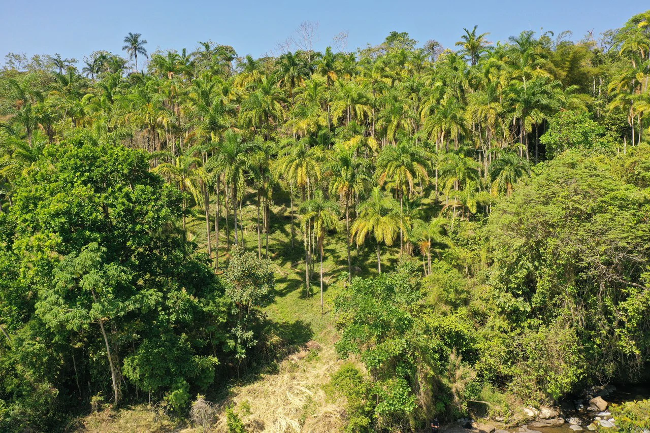8 Acre Riverfront Sanctuary in San Pedrito Pérez Zeledón - Gallery image 8