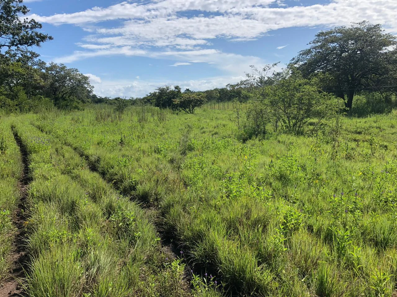 Great investment opportunity, property adjacent to Liberia Airport - Gallery image 13