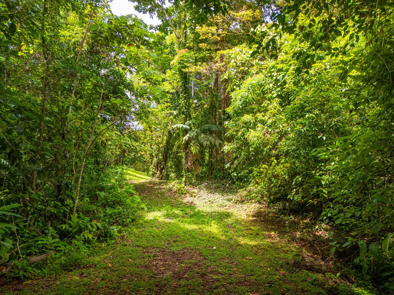 Tropical Paradise in Cascada Sándalo, Tres Ríos Ocean & Mountain Views | Gated Community | Abundant Nature - Gallery image 10