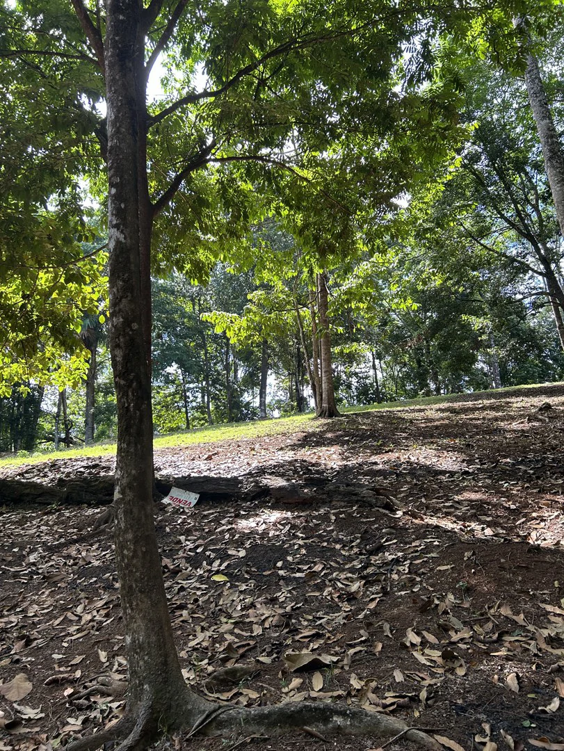 Cabo Matapalo: Jungle View Lot Priced To Sell! - Gallery image 24