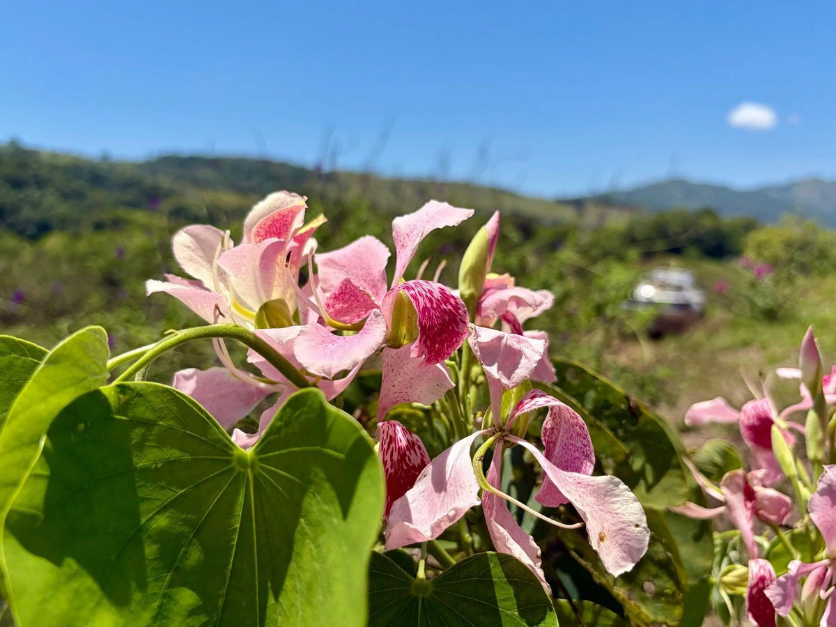 8.77 ACRES – Private Land Just 20 Min to Dominical, Beautiful Mountain Views, Legal Water, Electricity, Public Road, Private Setting, Ready to Build!!!! - Gallery image 6