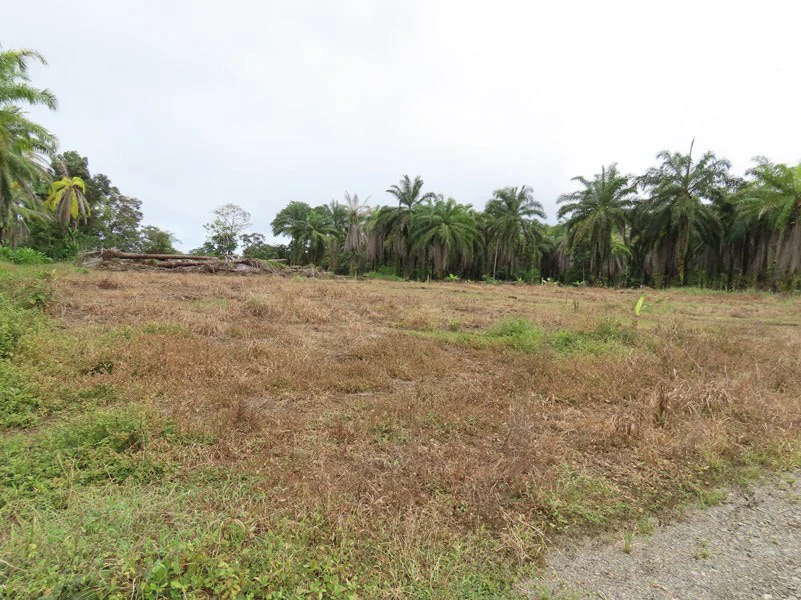 1.45-Acre Lot with Excellent Location in Canaza de Puerto Jimenez - Gallery image 10