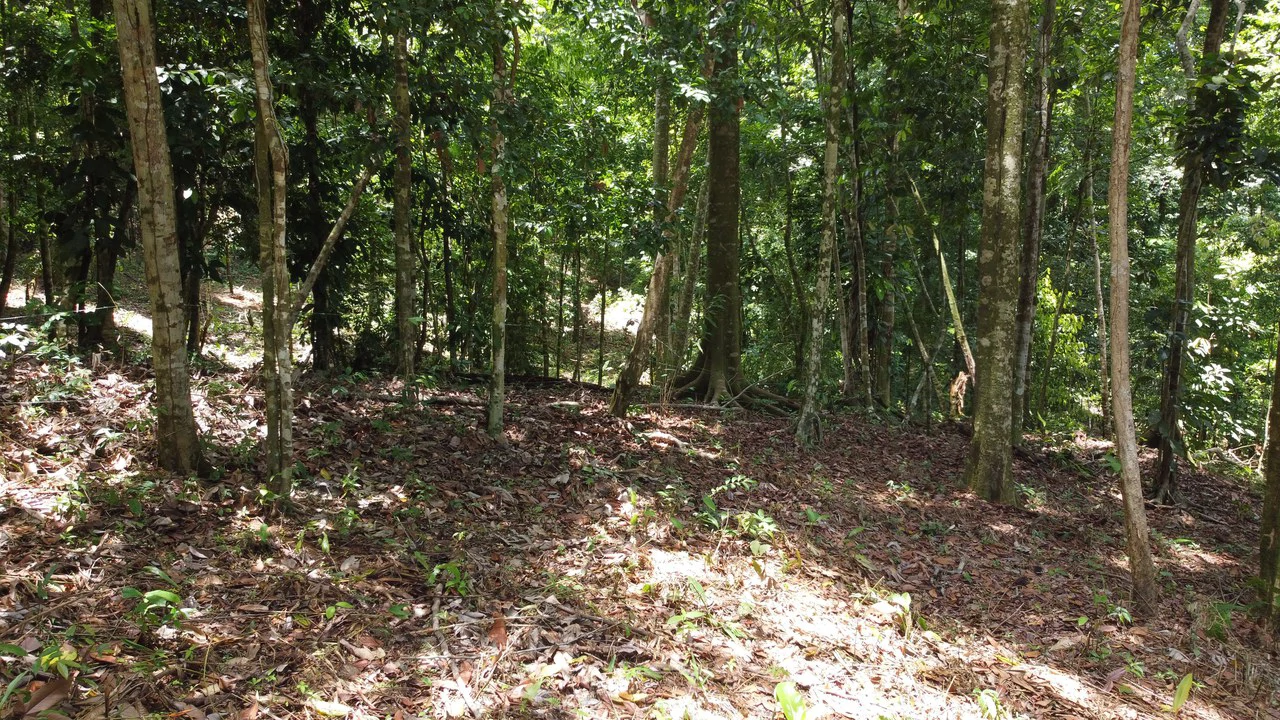 1.6 Acres Land Parcel in Ballena, Jungle Views.: Mountain Home Construction Site For Sale in Bahía Ballena