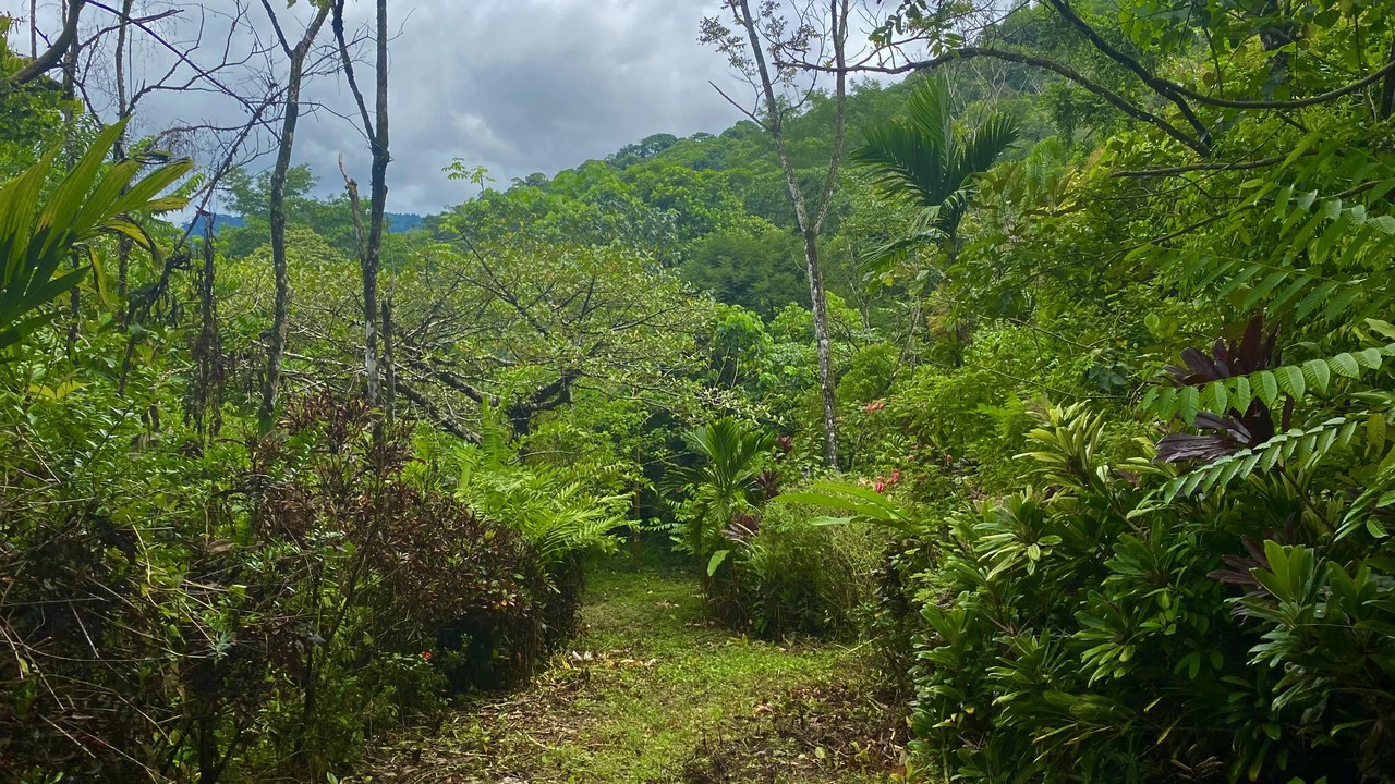 Mountain Home Construction Site For Sale in Tres Rios - Gallery image 12