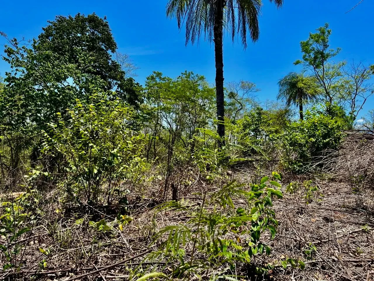Prime Development Land Overlooking Carara Reserve & Tárcoles River | 2 Hectares - Gallery image 5